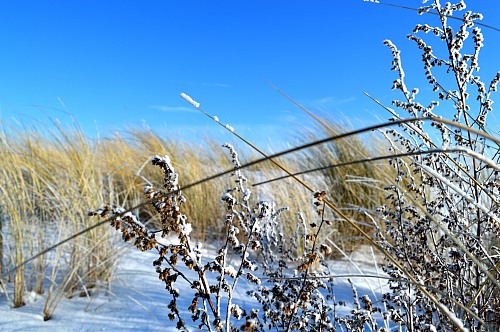 Warnemünde
Frozen vegetation at Warnem&uuml;nde beach<br />
Coastline - Beach, Tourism, Flora - Dune/Coastal Vegetation, Public area/Beach, Coastal Defence
Svenja Höft, EUCC-D